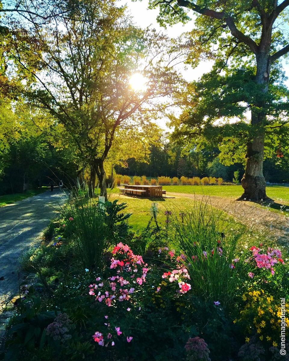 Un coucher de soleil à travers les feuilles dans un parc.